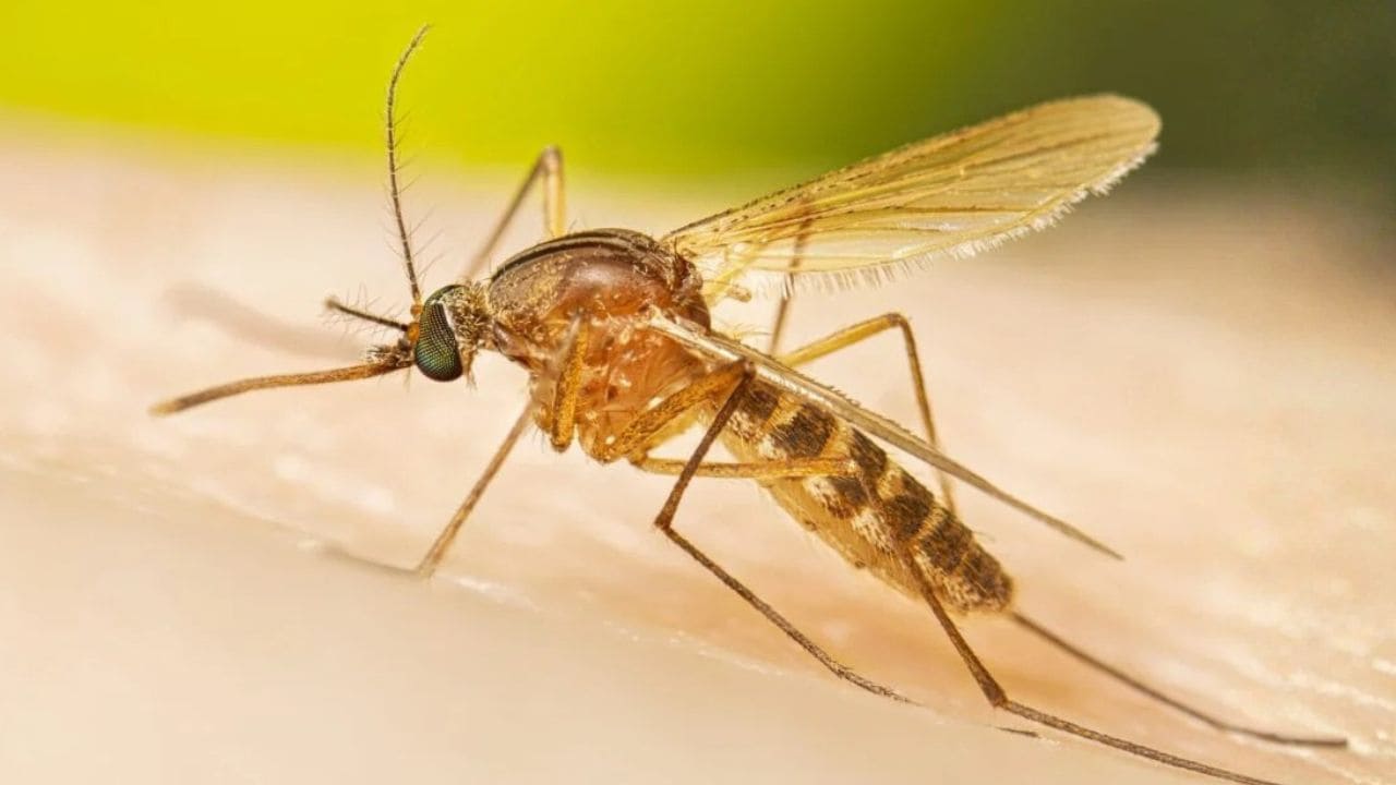 Culex Mosquito Biology, Behavior, Diseases, and Control