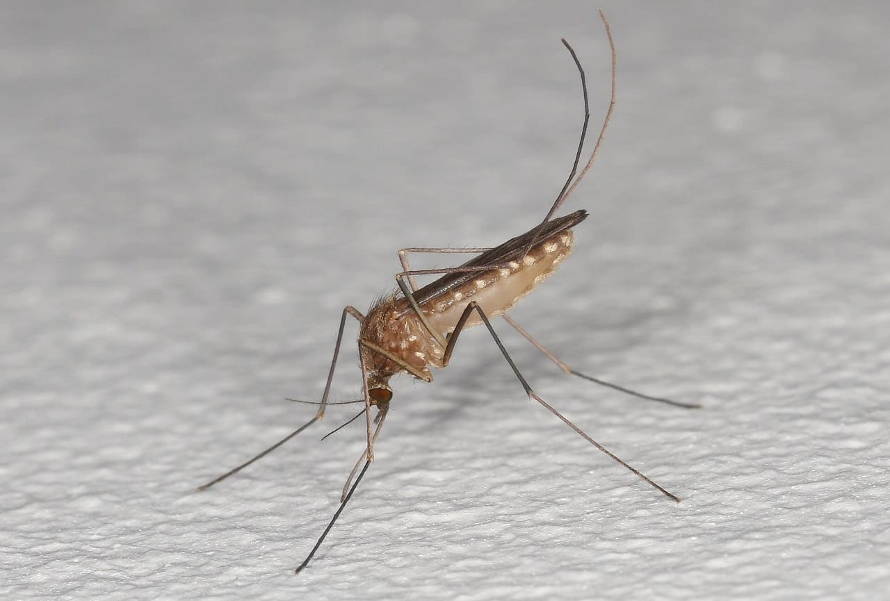 Culex pipiens Mosquito
