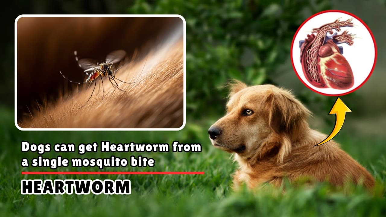 Dogs can get Heartworm from a single mosquito bite