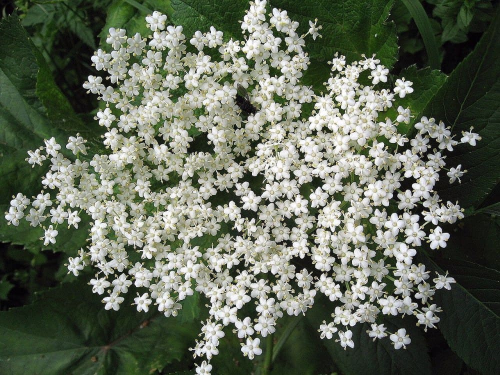 Elderflower (Sambucus nigra)
