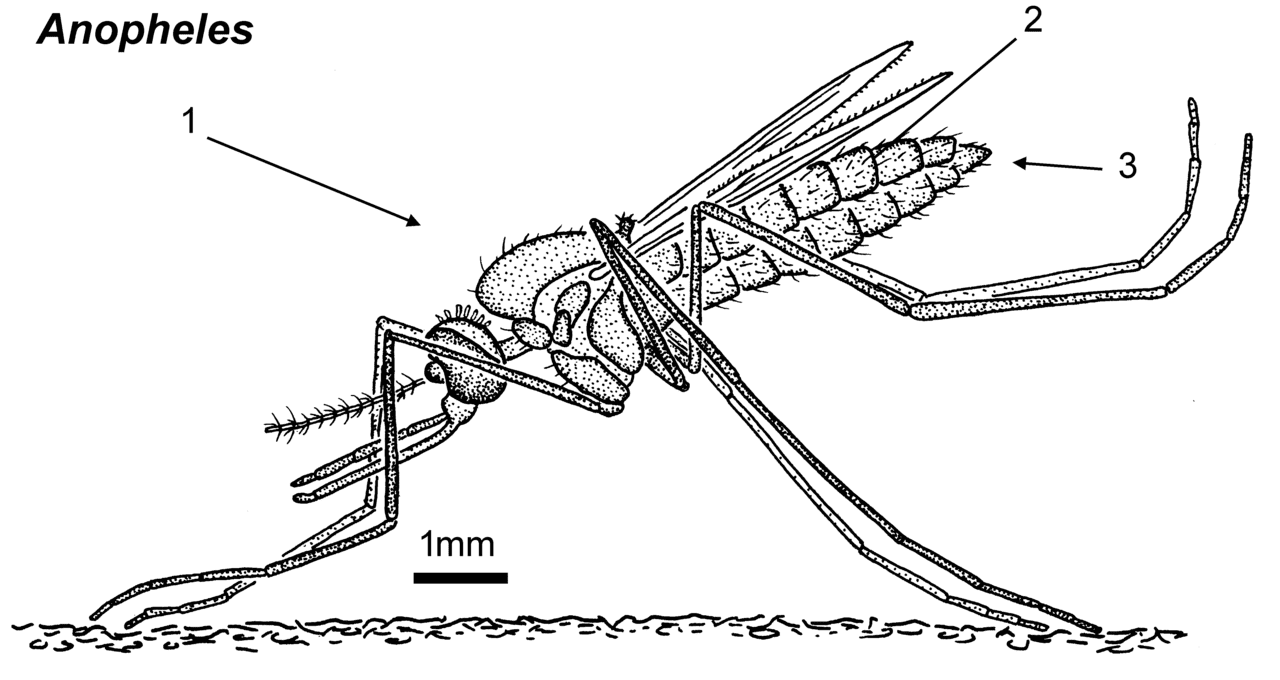 Female Anopheles Mosquito