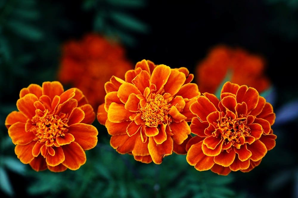 French Marigold (Tagetes patula)