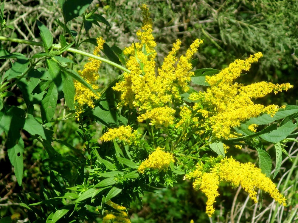 Goldenrod (Solidago spp.)
