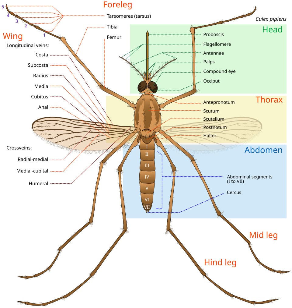 Illustration Diagram of a Female Culex Pipiens Mosquito