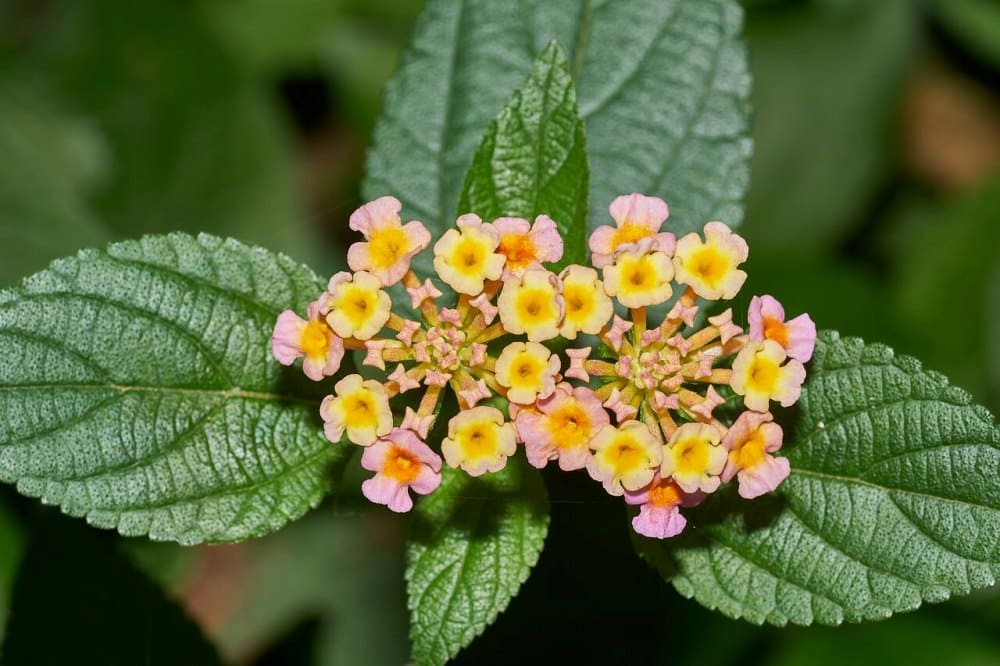Lantana (Lantana camara)