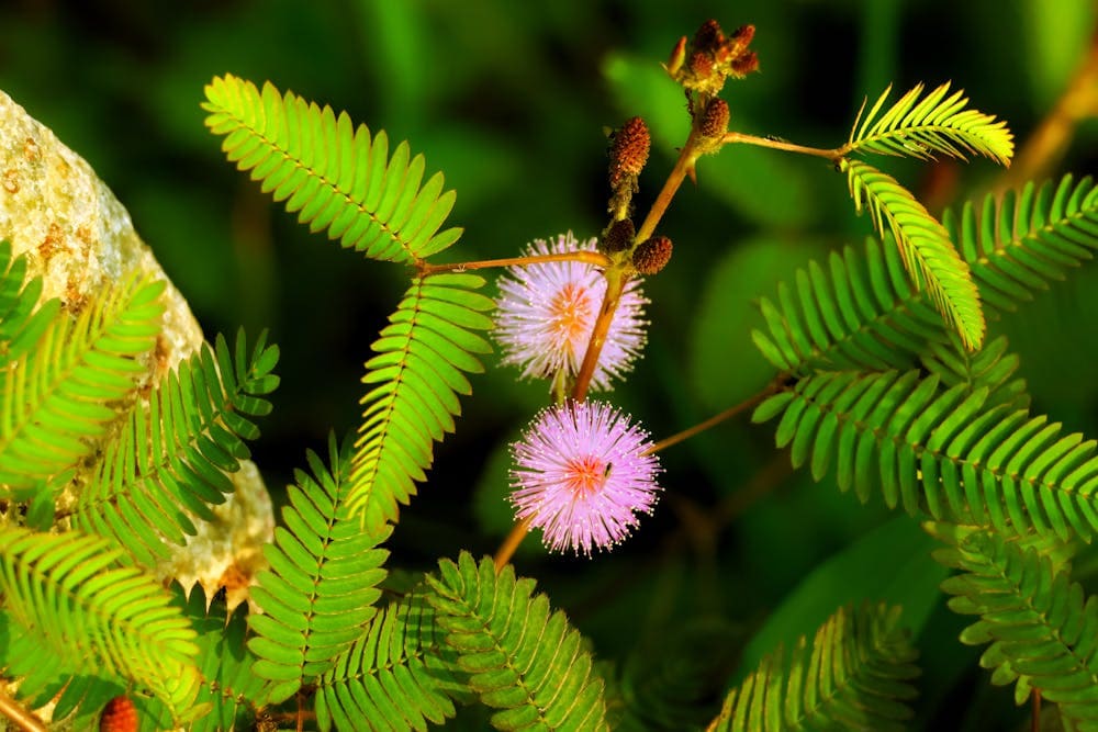 Mimosa  Sensitive Plant (Mimosa pudica)