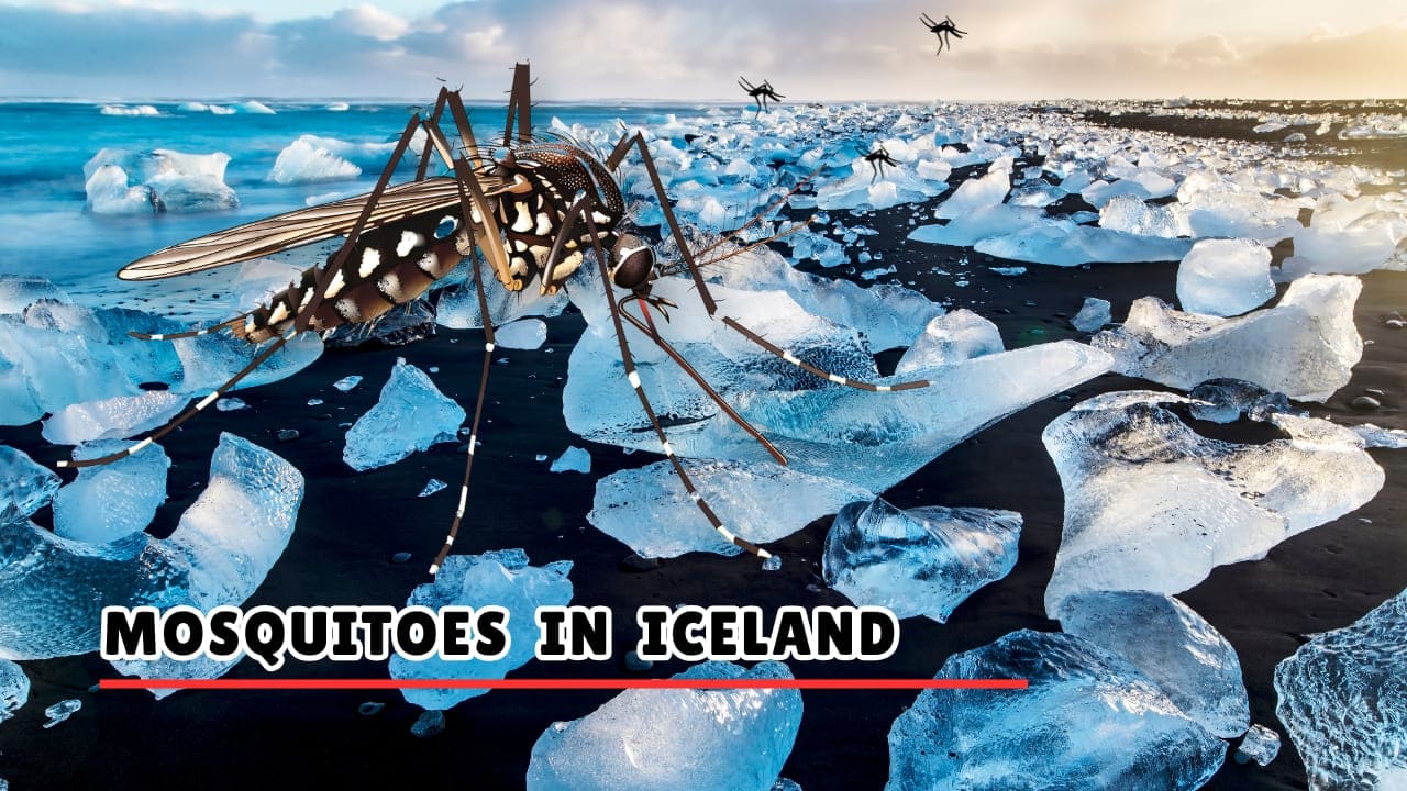 Mosquitoes in Iceland The Country That Had None — Until 2025
