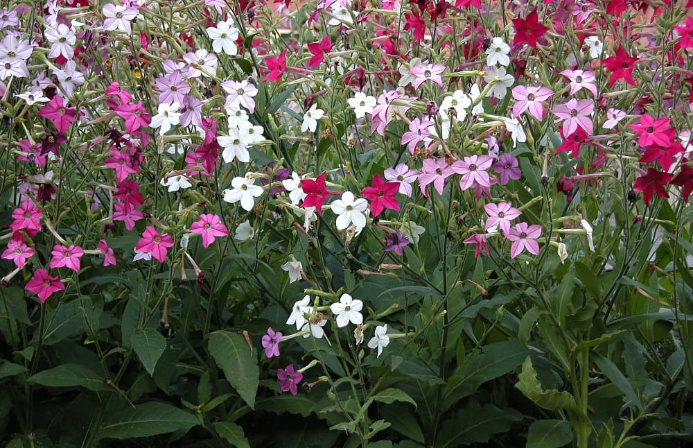Nicotiana  Flowering Tobacco (Nicotiana alata)