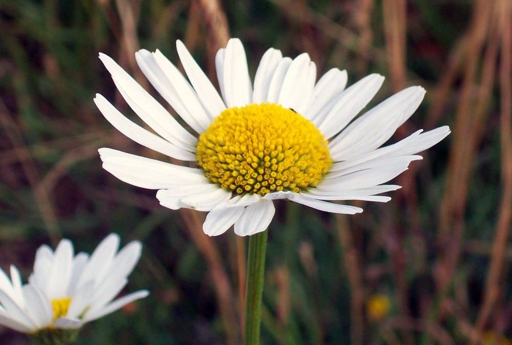 Oxeye Daisy  Common Daisy (Leucanthemum vulgare)