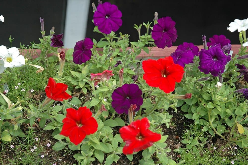 Petunia (Petunia spp.)