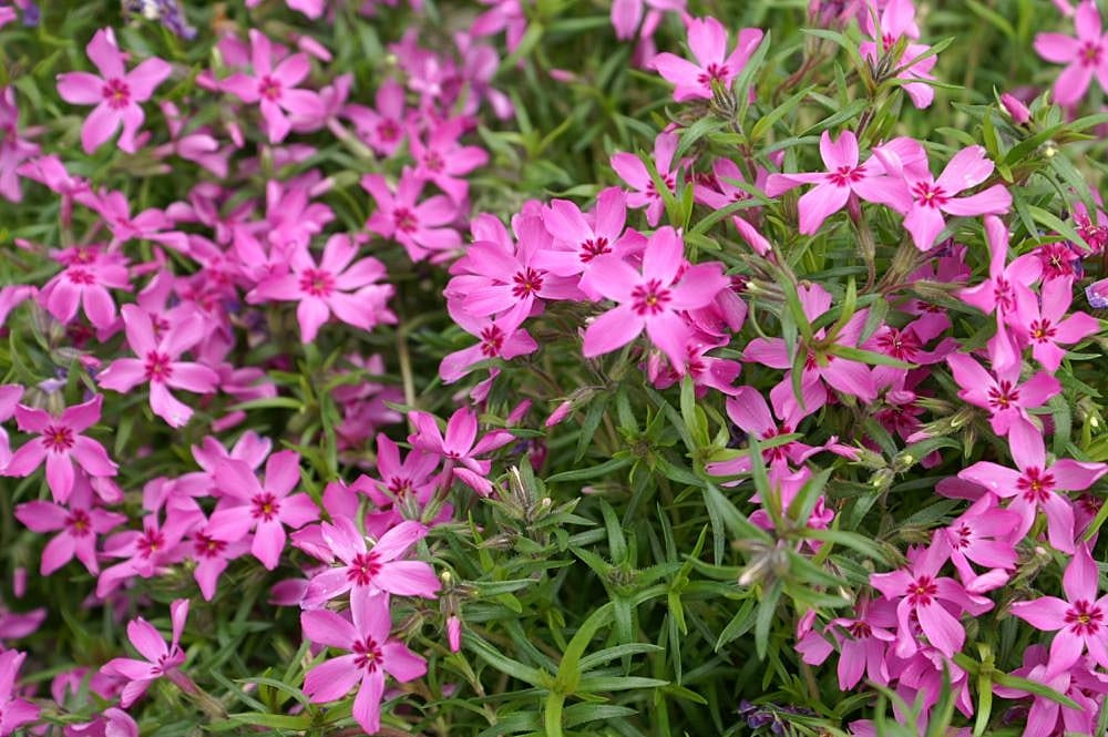 Phlox (Phlox subulata)