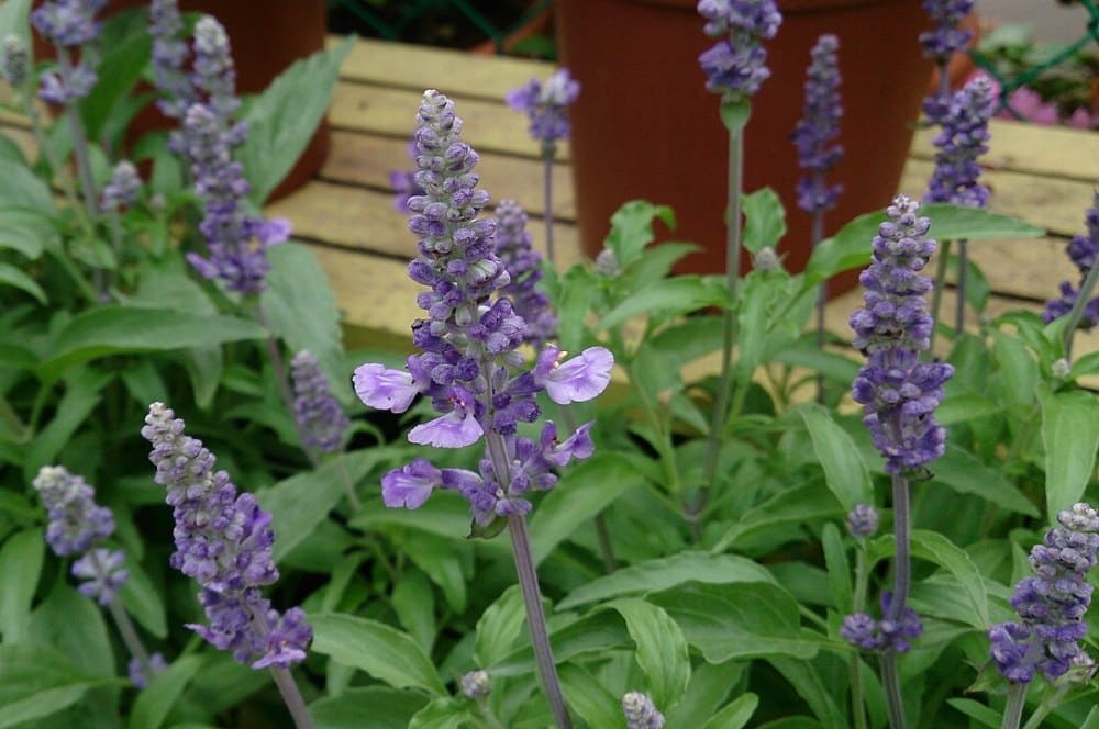 Salvia  Ornamental Sage (Salvia spp.)