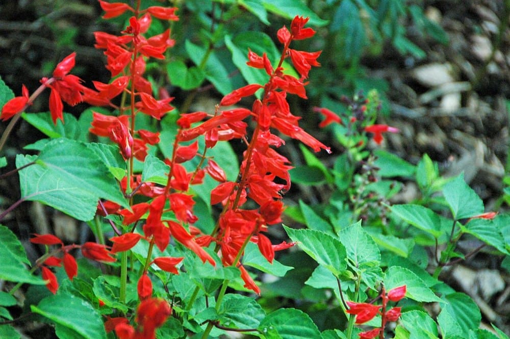 Salvia  Scarlet Sage (Salvia splendens)