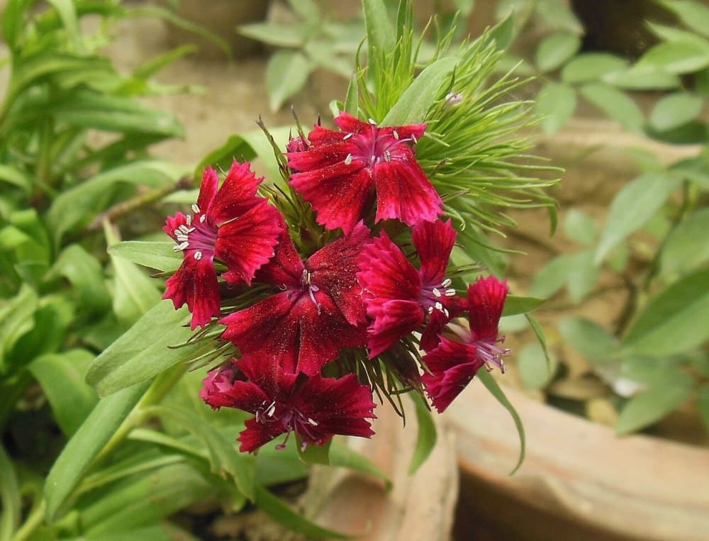 Sweet William (Dianthus barbatus)