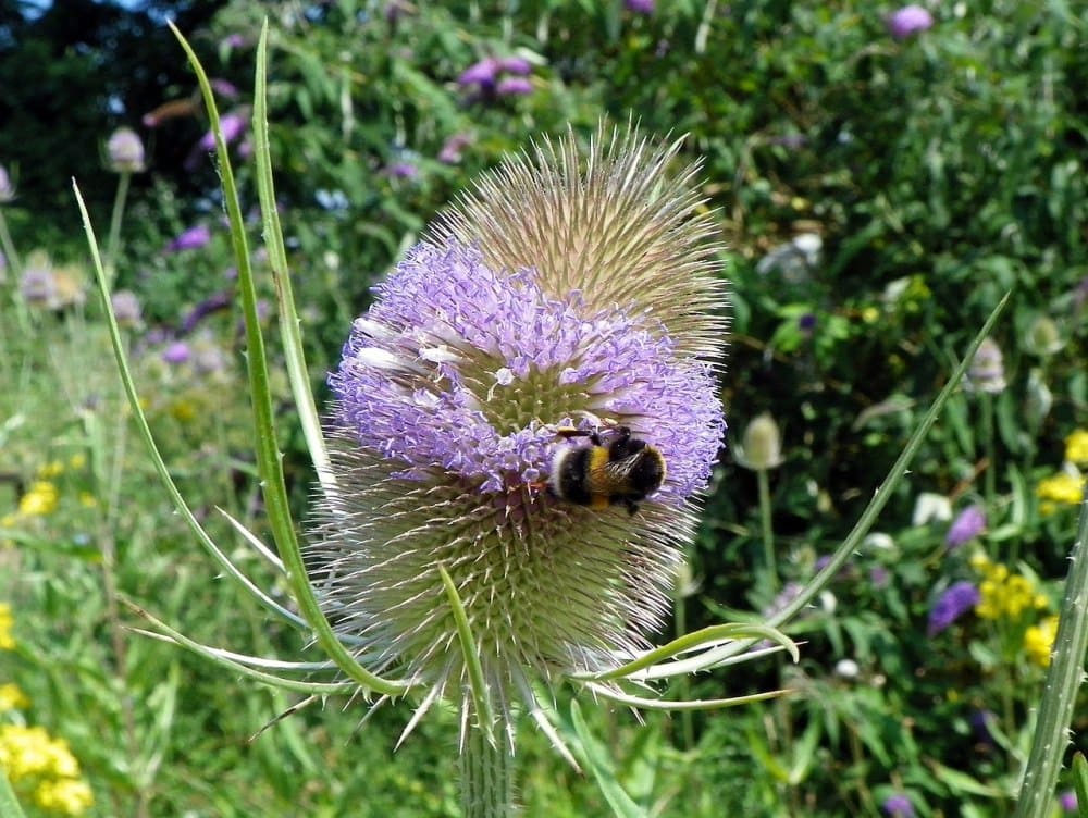 Teasel (Dipsacus spp.)