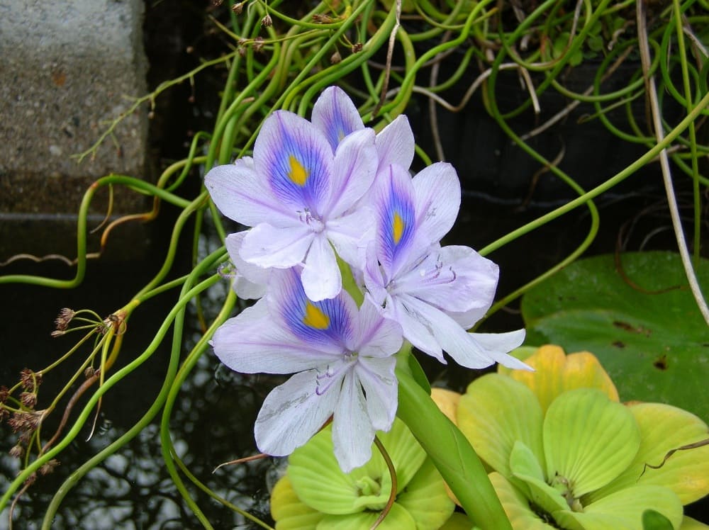 Water Hyacinth (Eichhornia crassipes)