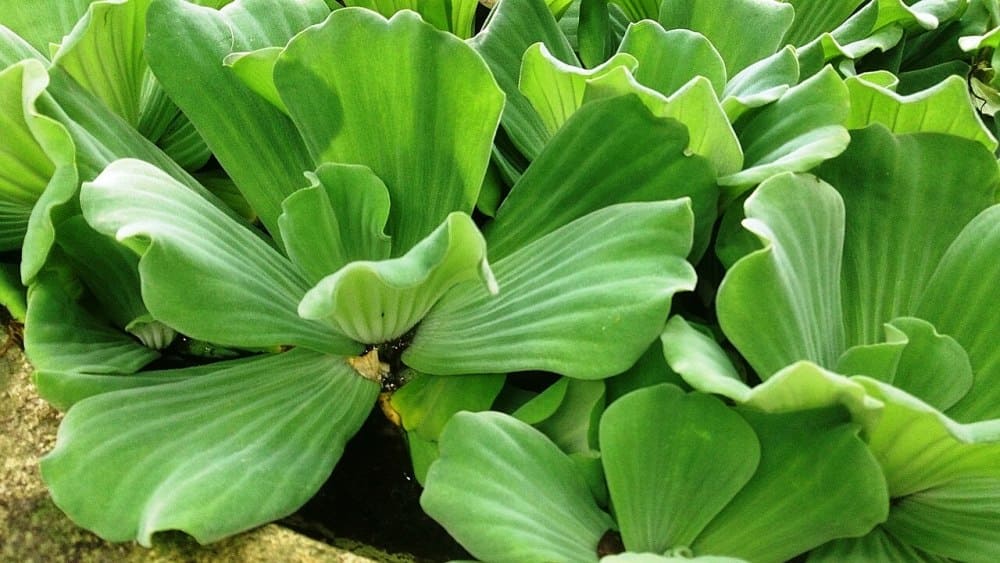 Water Lettuce (Pistia stratiotes)