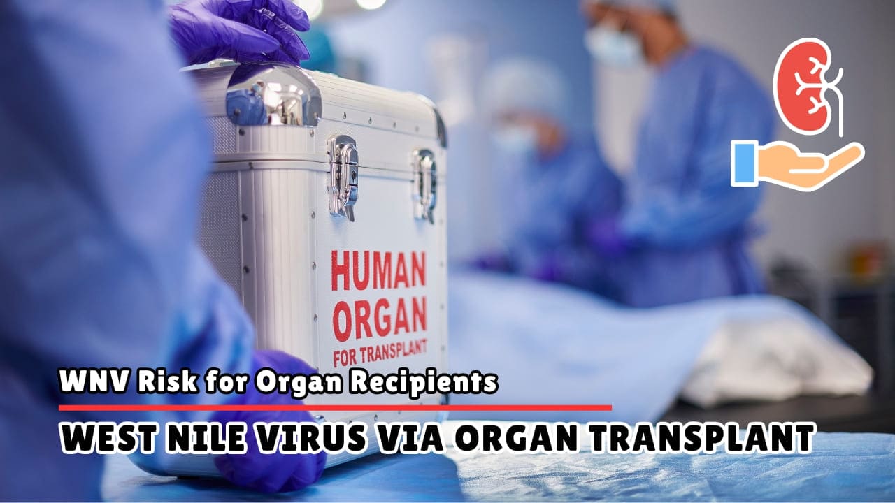 West Nile Virus and Organ Transplant Recipients - Risks and Screening