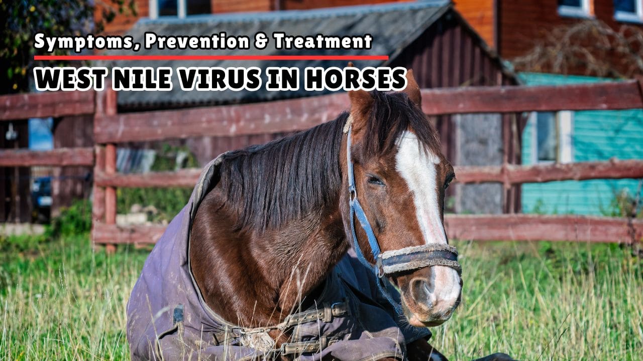 West Nile Virus in Horses Symptoms, Prevention and Treatment