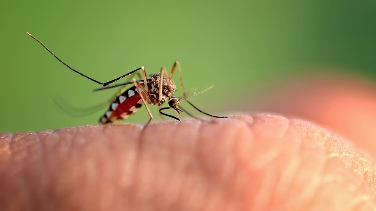 What Purpose Do Mosquitoes Serve - What Are Mosquitoes Good For