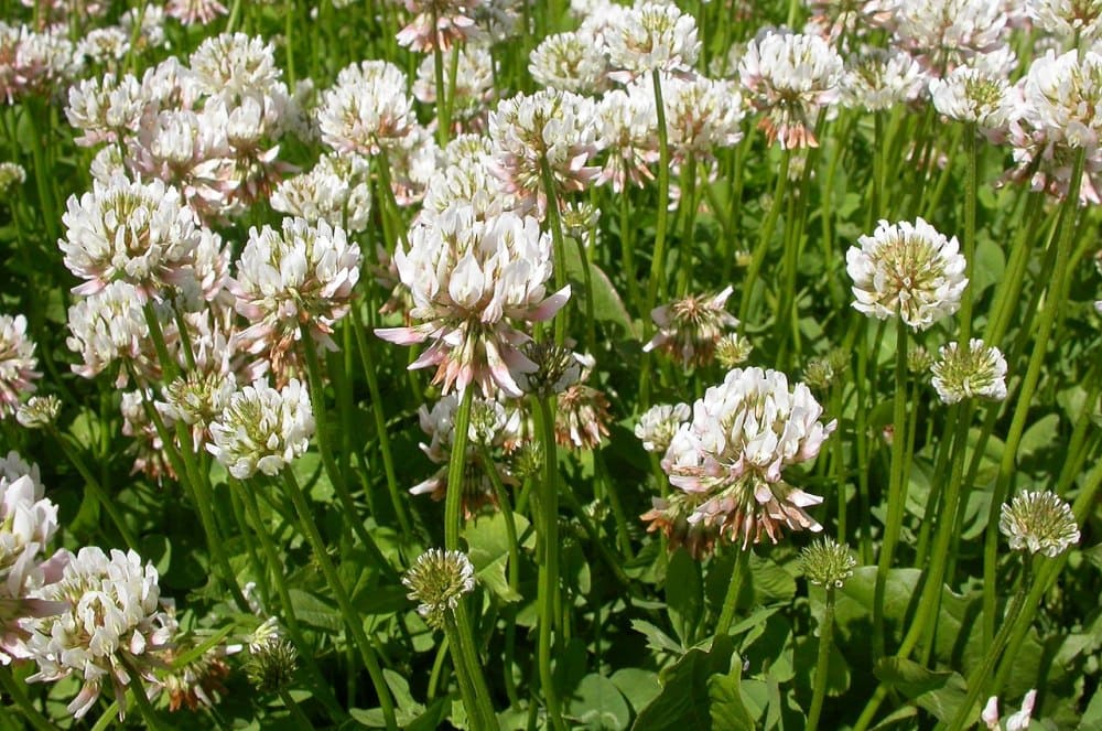 White Clover (Trifolium repens)