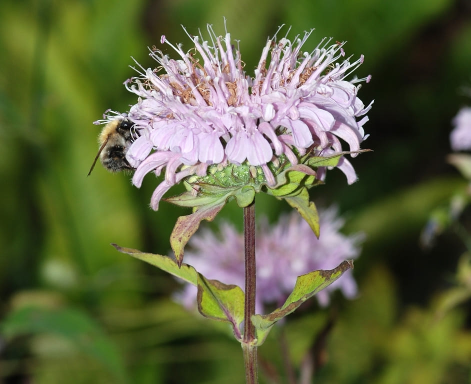 Wild Bergamot  Bee Balm (Monarda spp.)