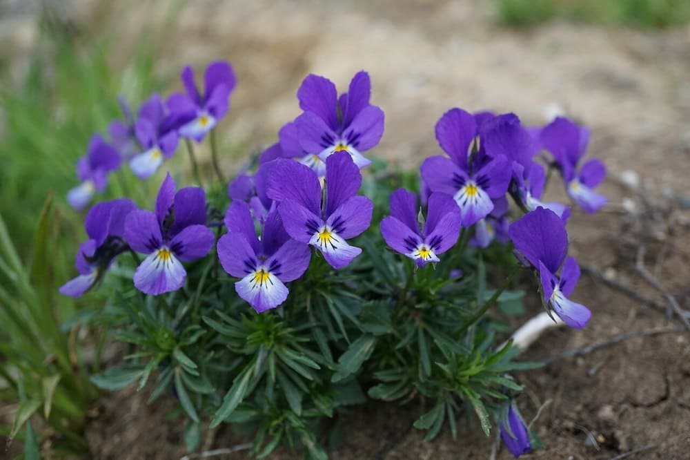 Wild Violets (Viola spp.)