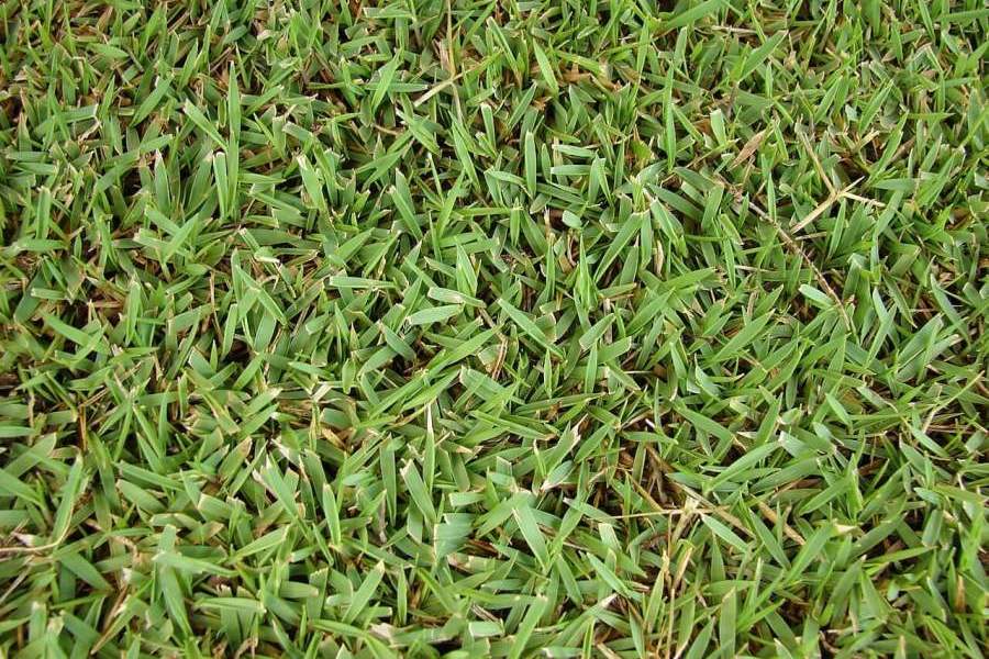Zoysia Grass